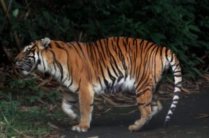 Harimau sumatera (Panthera tigris sumatrae)